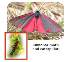 Cinnabar